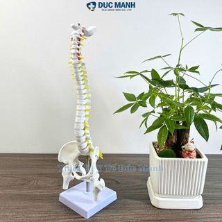 (Giá kho) Mô hình xương cột sống 45 cm, mô hình cột sống