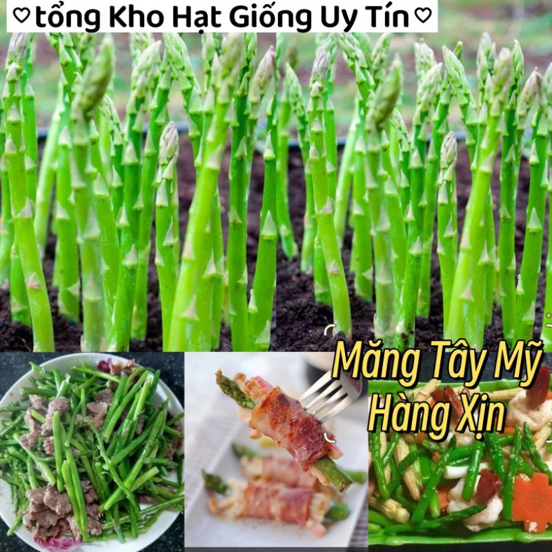 ⚡️HẠT GIỐNG MĂNG TÂY XANH F1💥 Đảm Bảo Mọc 😊 CHẤT LƯỢNG CAO