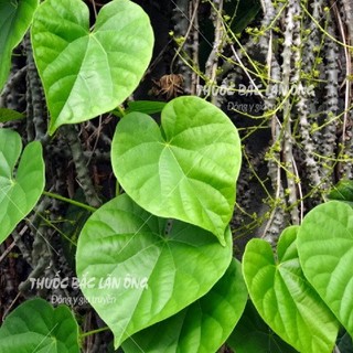 Dây Đau Xương 500g