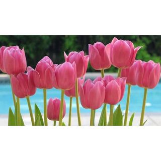 Thảm xốp trải sàn ghép miếng cho bé chống trơn trượt Âu Lạc mầu trơn 30x30cm