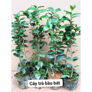  CÂY GIỐNG HOA TRÀ MY cánh kép đủ 5 màu   cây nhỡ cao 60-80cm bầu bát   