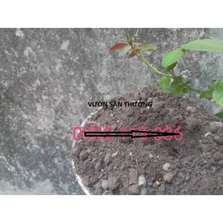 Đất Cải Tạo (2kg) cho nền đất xốp đen nhẹ, Đất Sạch trên thị trường