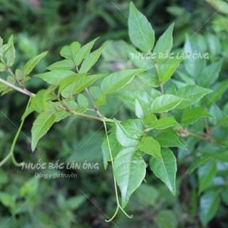 Trà Dây Khô Sạch 2kg