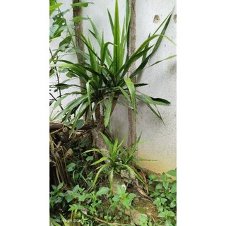 cây thuần 1 năm 5 nhánh rễ full