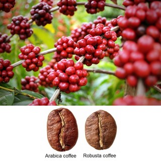 Cà phê Mộc Robusta - Pha Phin - Pha Máy - Cold Brew - Coffee Nguyên chất rang mộc Rey Cafe