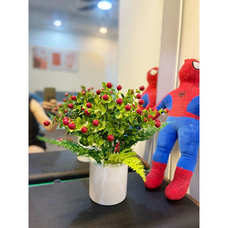 Combo chậu + chùm sơ ri đỏ cắm sẵn