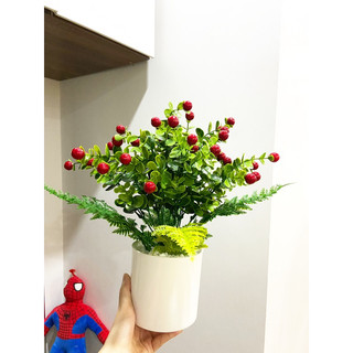 Combo chậu + chùm sơ ri đỏ cắm sẵn