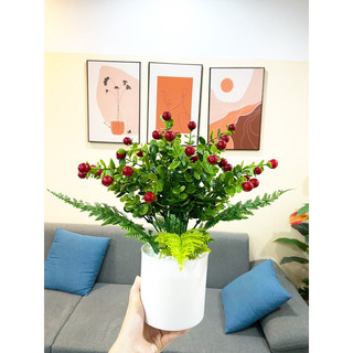 Combo chậu + chùm sơ ri đỏ cắm sẵn