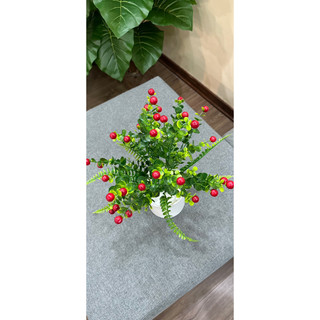 Combo chậu + chùm sơ ri đỏ cắm sẵn