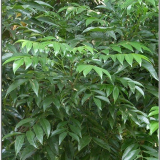 02 Cây giống Mắc Mật