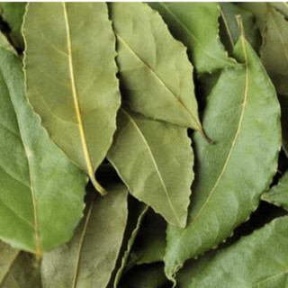 02 Cây giống Mắc Mật
