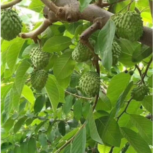 02 Cây giống Na Sầu Riêng