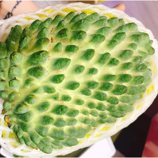 02 Cây giống Na Sầu Riêng