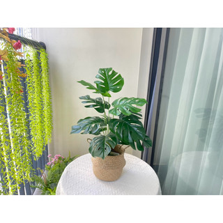 Cây giả - cây lá rùa decor 50cm