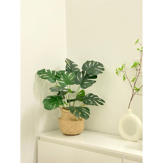 Cây giả - cây lá rùa decor 50cm