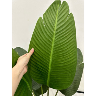 cây giả- cây chuối lá mờ cao 1m2