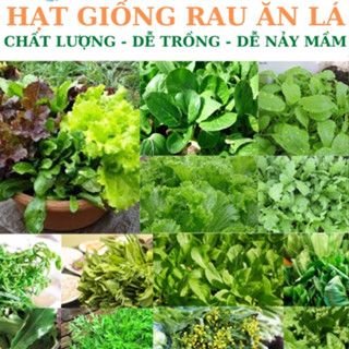 Hạt giống rau, Hạt giống rau thơm, rau gia vị, rau các loại, củ quả trồng quanh năm nảy mầm tốt TOTT's Fertilizer