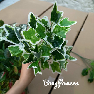 Cụm lá bé trang trí nhà cửa cắm điểm trang trí tường cây giả