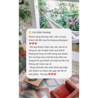 Combo CÀNH Thài lài tím tía cắt cành