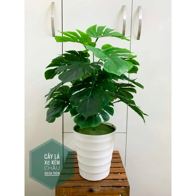 Cây trầu bà lá xẻ 60cm, cây lá rùa nhân tạo decor trang trí nhà cửa