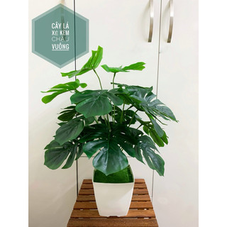 Cây trầu bà lá xẻ 60cm, cây lá rùa nhân tạo decor trang trí nhà cửa