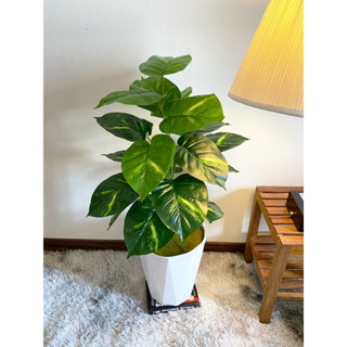 Cây giả - Cây trầu bà lá đốm 75cm - 18 nhánh lá