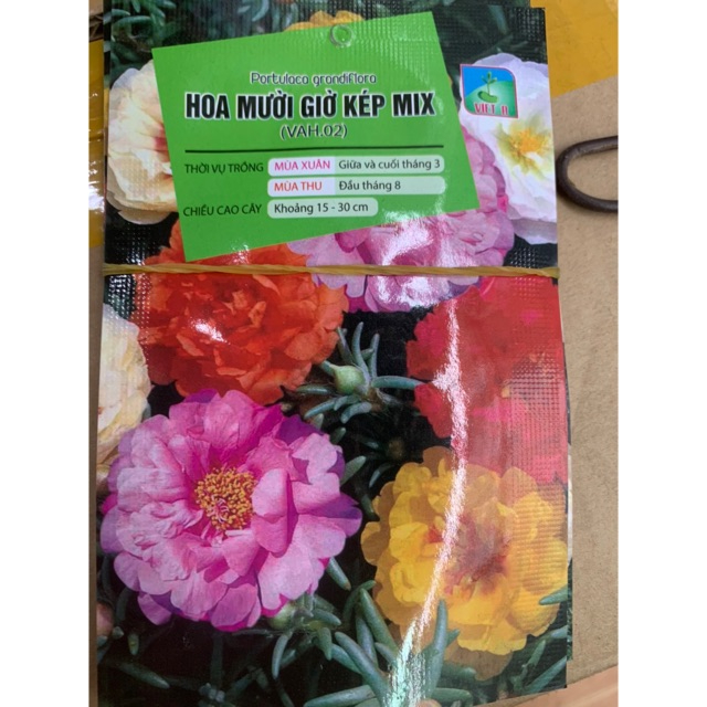 Hạt hoa mừoi giờ mix - Cây giống hoa 10h