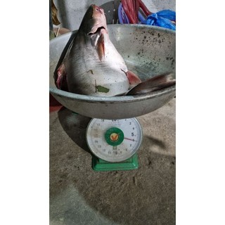 MỒI CÂU CÁ VỒ ĐÉM CÁ LĂNG SIÊU NHẠI 500G