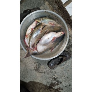 MỒI CÂU CÁ VỒ ĐÉM CÁ LĂNG SIÊU NHẠI 500G