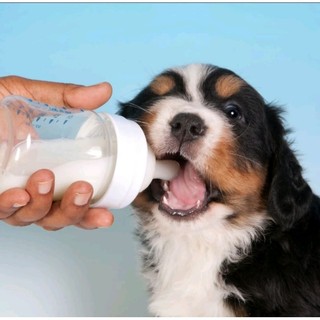 Sữa bột chó mèo Bio-milk for pet