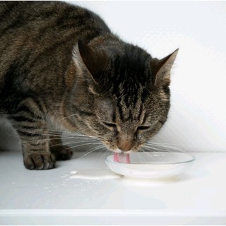 Sữa bột chó mèo Bio-milk for pet