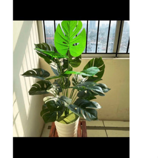 cây trầu bà 18 lá to 75cm - nhiều mẫu - cây giả (cam kết ảnh thật, tự chụp 100%)