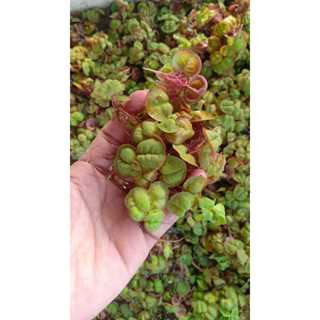  Bèo rễ đỏ - Cây thủy sinh - Red Root Floater ytrang trí lọc nước bể cá đẹp 