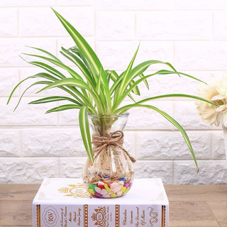 Bình Thuỷ Tinh Loe Trơn 400ml