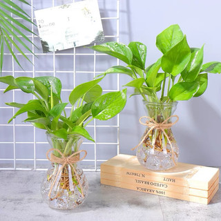 Bình Thuỷ Tinh Loe Trơn 400ml