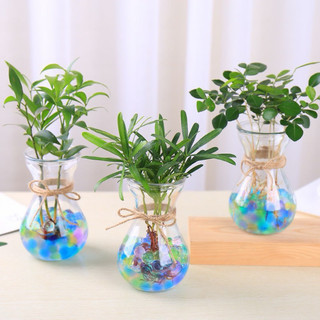 Bình Thuỷ Tinh Loe Trơn 400ml