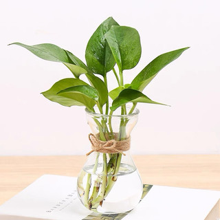 Bình Thuỷ Tinh Loe Trơn 400ml