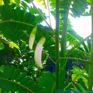 Hạt Giống Cây So Đũa Bông Trắng Dễ Trồng Quanh Năm