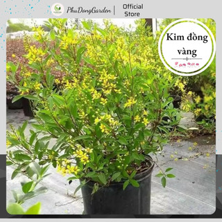 Cây Kim Đồng Vàng cao 50cm sai hoa cực đẹp | Lỗi 1 đổi 1, Cây ra hoa quanh năm, Trang trí sân vườn