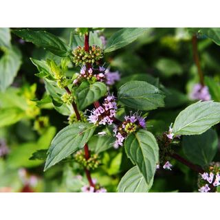 Hạt Giống Bạc Hà Âu Peppermint (100 Hạt)