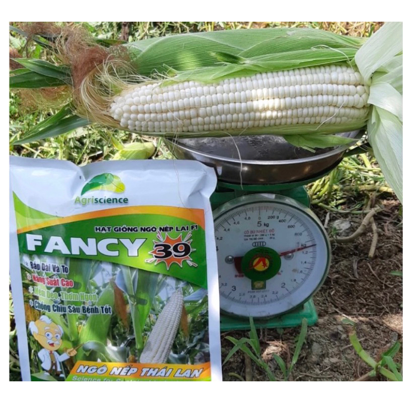 HẠT GIỐNG BẮP NẾP FANCY 39 100-500gram