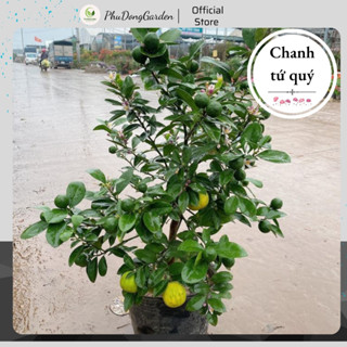 Cây Chanh tứ quý (chanh bốn mùa)  cao 40 - 50cm chưa có quả, tán sum suê | Gốc to, chống chịu tốt, dễ chăm sóc (ảnh thật