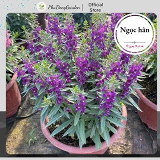 Cây hoa Ngọc Hân (Violet Nhật) cao 20cm hoa nở cực đẹp | Dễ trồng, phát triển quanh năm, thích hợp trang trí sân vườn