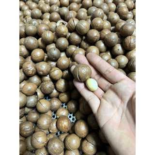 Quả Macca Nhập khẩu Úc 1kg