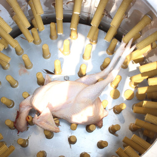 Núm cao su máy vặt lông gà
