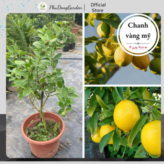 Cây Chanh Vàng Mỹ quả tròn chưa có quả cao 80cm | Giàu dinh dưỡng tốt cho sức khỏe, Cho trái cực sai, Làm gia vị nấu ăn