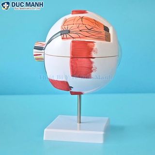 Mô hình giải phẫu mắt, mô hình mắt người, mô hình mắt trưng bày kết hợp giảng dạy