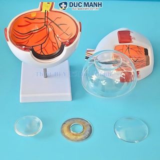 Mô hình giải phẫu mắt, mô hình mắt người, mô hình mắt trưng bày kết hợp giảng dạy