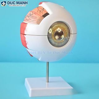 Mô hình giải phẫu mắt, mô hình mắt người, mô hình mắt trưng bày kết hợp giảng dạy