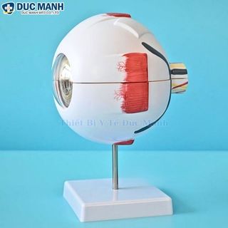 Mô hình giải phẫu mắt, mô hình mắt người, mô hình mắt trưng bày kết hợp giảng dạy